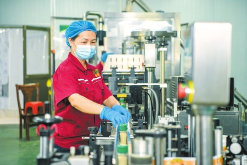 海口大坡胡椒俏銷國內(nèi)外市場在線打包忙